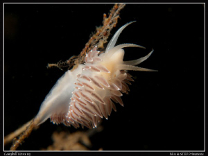Flabellina triophina. (Canon G10, Inon D2000, 2X UCL165) by Bea & Stef Primatesta 